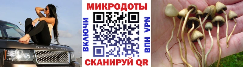 Псилоцибиновые грибы GOLDEN TEACHER  закладки  Сольцы 